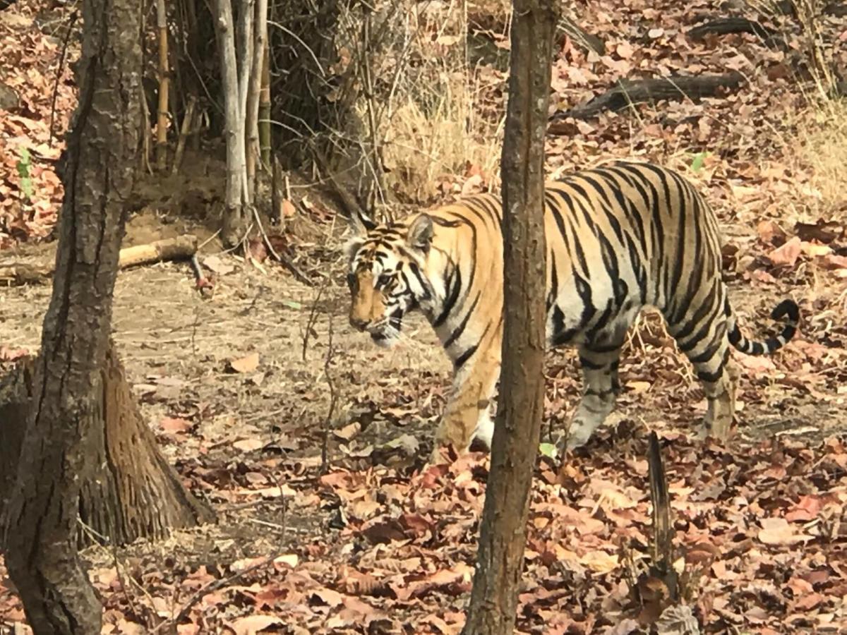 Emerald Tiger Retreat Tāla 外观 照片